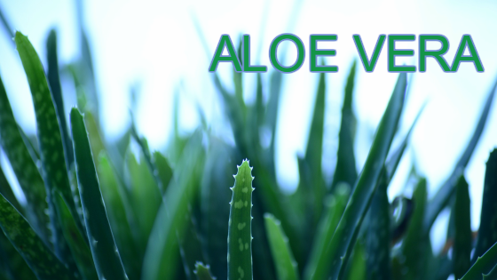 aloe vera Herbalife
